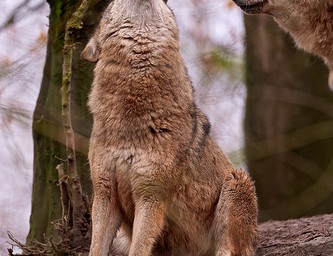 Offenbar Wolfsattacke auf Familie in Schweden