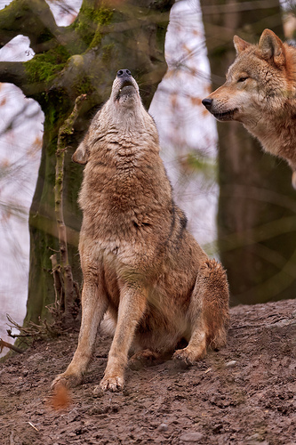 Offenbar Wolfsattacke auf Familie in Schweden