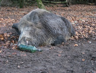 Griffiger Basse liegt