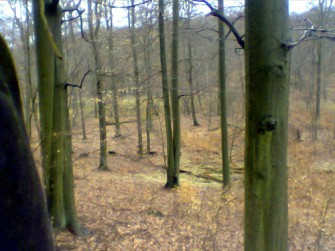 Deutsche Buchenwälder sind weltberühmt