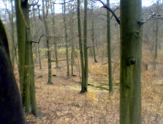 Deutsche Buchenwälder sind weltberühmt
