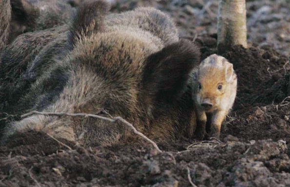 Local Hunt Used To Round Up Escaped Wild Boar