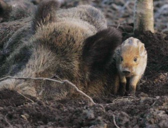 TV-Tipp: Expeditionen ins Tierreich: Wildschweine im Teutoburger Wald