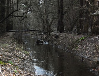 Friedrich-Karl v. Eggeling über das Sauenfieber