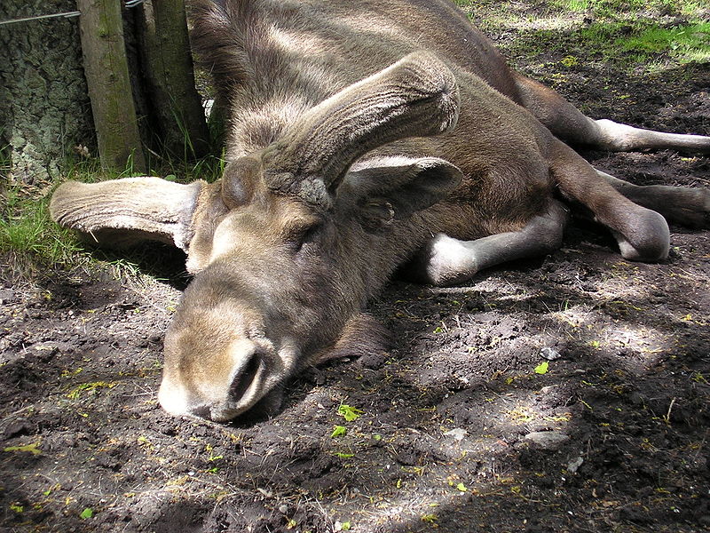 800px-tired-moose.jpg