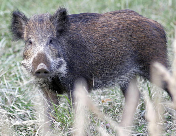 A wild boar cub (Sus scrofa) is pictured