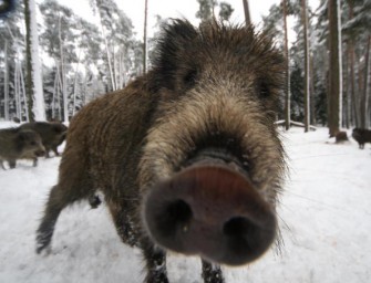 Schwarzkittel wegen Einbruch gesucht