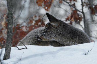 Verendetes Reh löst Großeinsatz aus