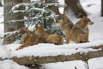 „Der Wolf genießt bei uns keine Akzeptanz“