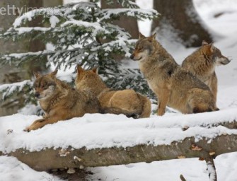 „Der Wolf genießt bei uns keine Akzeptanz“