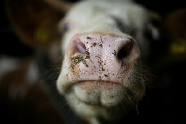 European Dairy Industry Crisis Hits Milk Farmers
