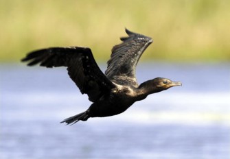 Keine Jagd mehr auf Kormoran in NRW