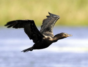 Keine Jagd mehr auf Kormoran in NRW
