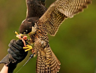 Deutscher Falkenorden – Beständer gesucht!