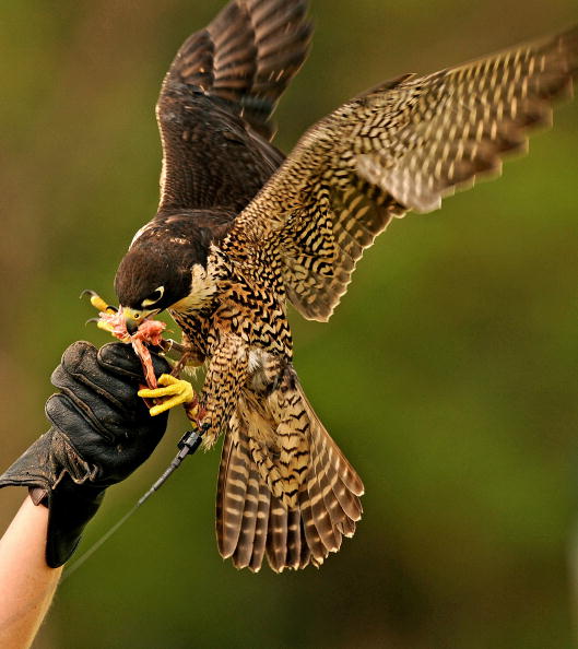A young male Peregrine Falcon eats meat
