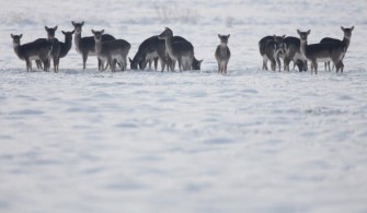 „Notzeit für Wildtiere“  auch andere Kreise ziehen mit