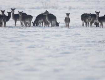 „Notzeit für Wildtiere“  auch andere Kreise ziehen mit