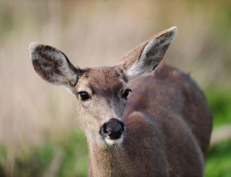 Mann erlegt Sikatier in Japan  Festnahme