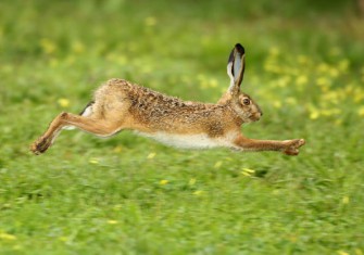 TV-Tipp: Expeditionen ins Tierreich: Fabelhaftes Langohr – Die Wahrheit über Feld- und Osterhase