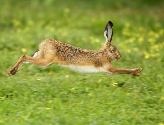 TV-Tipp: Expeditionen ins Tierreich: Fabelhaftes Langohr – Die Wahrheit über Feld- und Osterhase