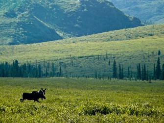 Elchplage in Neufundland