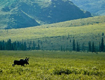 Elchplage in Neufundland