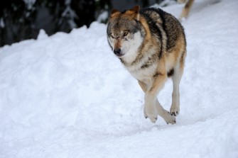 Wolf riss zehn Schafe bei Meißendorf