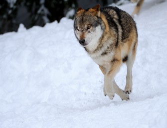 Wolf riss zehn Schafe bei Meißendorf