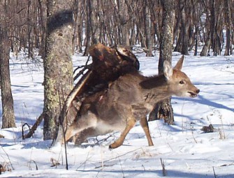 Die Krim – Im Reich der Kaiseradler
