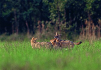 Der Wolf im Schakalspelz