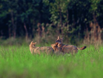 Der Wolf im Schakalspelz