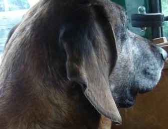 Eine deutsche Hündin ist der wahrscheinlich älteste Hund der Welt