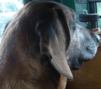 Eine deutsche Hündin ist der wahrscheinlich älteste Hund der Welt