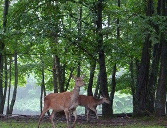 Störung des Rotwildes: Der Pilzsucher stört mehr als Waldarbeiter mit Maschinen!