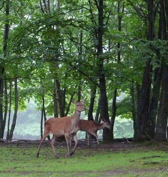 Störung des Rotwildes: Der Pilzsucher stört mehr als Waldarbeiter mit Maschinen!
