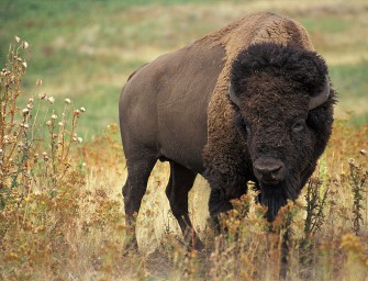 „Yellowstone – Winter der Bisons“