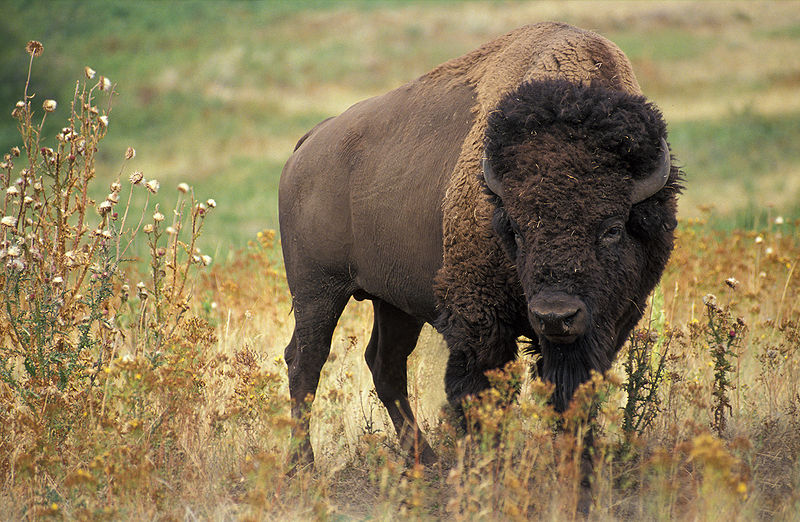 amerikanischerbison.jpg