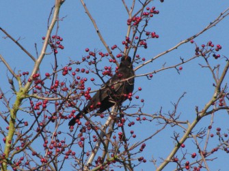 Amselpopulation von Virus bedroht