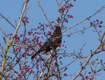 Amselpopulation von Virus bedroht