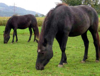 Klage von Pferdebesitzer abgewiesen