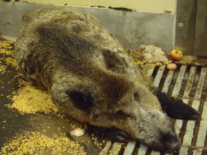 IUm den Kampf gegen die ASP effektiver zu gestalten, hat die Bundesregierung umfangreiche Gesetzesänderungen des Tiergesundheits - und des Bundesjagdgesetzes beschlossen.