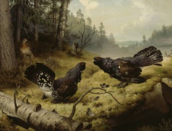 Das Auerwild und die Touristen