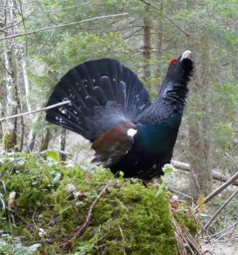 Schwarzwald – der große Hahn erobert sein Revier zurück