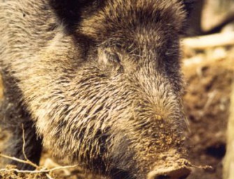 830 Schwarzkittel erlegt