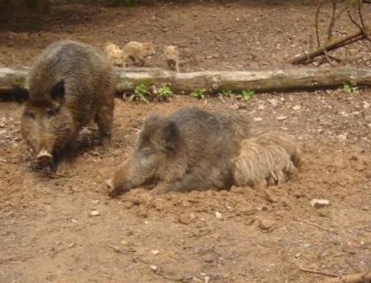 Schwarzkittelplage als Fernsehfilm