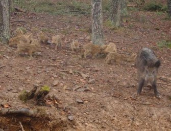 Potsdam – Gemeinden wollen „Jägereinsatzteam“ zur Bekämpfung des Schwarzwildproblems
