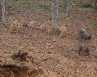 Wildunfall – schwere Kollision mit Schwarzwildrotte
