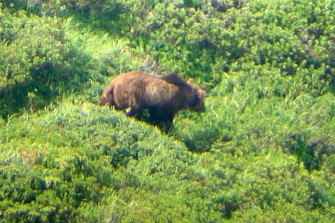 Schweizer Bauern: Bären schiessen!