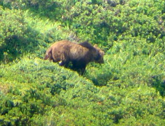 Schweizer Bauern: Bären schiessen!