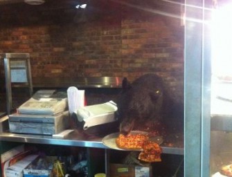 Bärenhunger auf Pizza